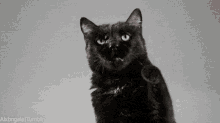 Black Cat GIF - Black Cat Claws GIFs