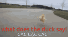 duck cute run what does the duck say cac cac cac
