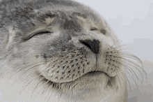 Seal Seal Of Approval GIF - Seal Seal Of Approval Approved GIFs