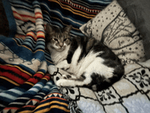 a cat laying on a blanket next to a pillow that says ' harry potter '