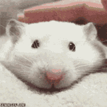 Hamster Cute GIF