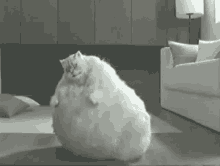 Ha Twerking Cat GIF - Ha Twerking Cat Cute GIFs