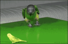 Parrot The Fuck Is This GIF - Parrot The Fuck Is This I Love You GIFs