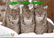 lynx cuddle puddle animals cute