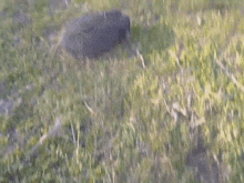 Pig Pig Rolling Down The Hill GIF - Pig Pig Rolling Down The Hill Drunk Pig GIFs