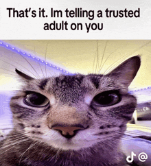 a close up of a cat with the caption that 's it im telling a trusted adult on you