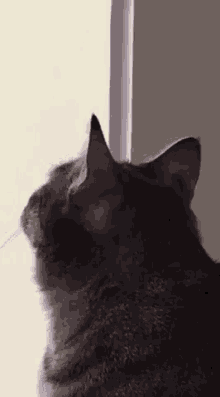 Micitok Cute GIF - Micitok Cute Cat GIFs