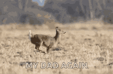 deer run jump leap my dad again