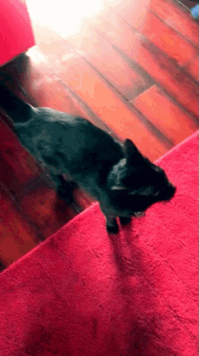 Cat Black GIF - Cat Black Black Cat Love GIFs