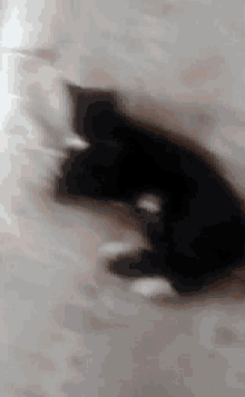Mes Chat GIF - Mes Chat Trpp GIFs