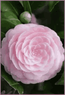 Pink Rose GIF - Pink Rose Flower GIFs