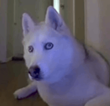 a white husky dog with blue eyes is laying down on the floor in a room .