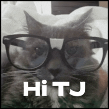 a cat wearing glasses with the word hitj written below it