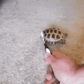 Turtle Scratch GIF - Turtle Scratch Toothbrush GIFs