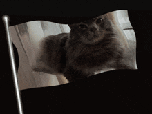 Mdbilly Cat GIF - Mdbilly Cat Gato GIFs