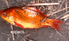 a fish with a red tail is laying on the ground with the word karacs below it