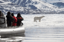 Antarctic Travel Polar Bear GIF - Antarctic Travel Polar Bear Snow GIFs