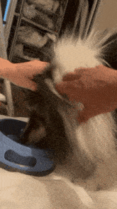 a person is feeding a dog a blue bowl of food