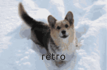 certified butts dogboy retro