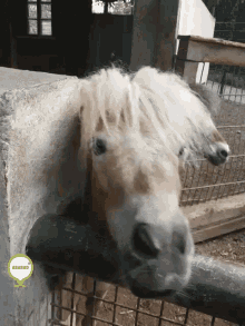 Horse Abaradjoe Horse GIF - Horse Abaradjoe Horse Kiss GIFs