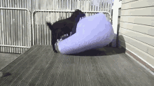 Little Goat GIF - Goat Pillow GIFs