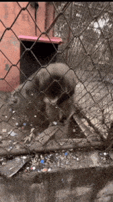 a dog behind a chain link fence with a pink container in the background