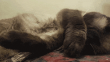 a cat laying on its back with its paws on its head