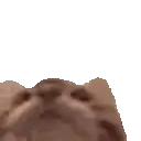 a close up of a brown cat 's face with a white background .