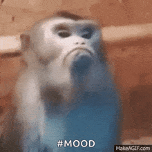 a close up of a monkey 's face with a blurred background and the words `` mood '' written on it .
