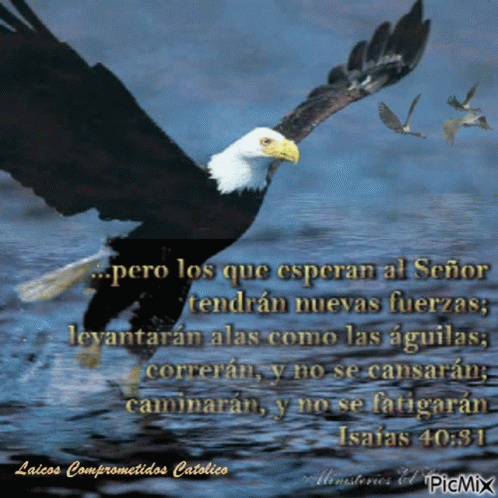 Como Las Aguilas Eagle GIF - Como Las Aguilas Eagle Bird - Discover & Share  GIFs