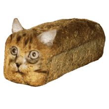 semel kater semelkater bread cat