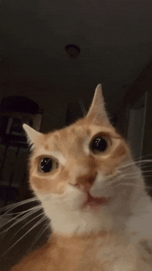 Orang Cat Stare GIF - Orang Cat Stare GIFs