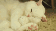 Cat Sleepy GIF - Cat Sleepy Sleep GIFs