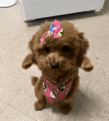 a small brown dog wearing a pink bandana and a bow on its head