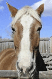 Horse Funny GIF - Horse Funny Long Face GIFs