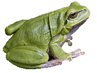 Frog Forg Sticker