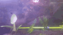 Can Tetras Eat Bloodworms GIF - Can Tetras Eat Bloodworms GIFs