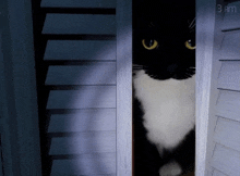 a black and white cat is peeking out from behind a door at 3am