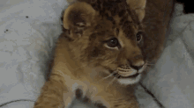 Baby Lion Roar GIF - Lion Cub Cub Roar GIFs