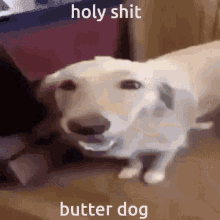 dog butter butter dog
