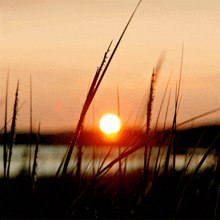 the sun is setting behind some tall grass in the foreground