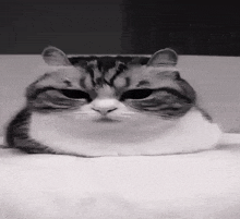 a black and white photo of a cat 's face .