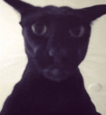 a close up of a black cat with a white background