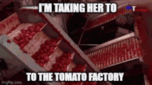 Esha Tomatoes GIF - Esha Tomatoes Tomato Factory GIFs