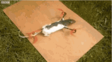Ratcopter Flying GIF - Ratcopter Flying Helicopter GIFs