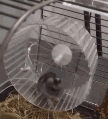 Hamster Running GIF - Hamster Running Wheel GIFs