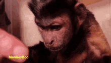 Take Your Hands Off Me Monkeyboo GIF - Take Your Hands Off Me Monkeyboo Glare GIFs