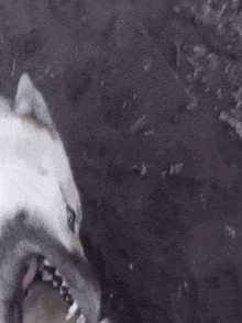 a close up of a dog looking at another dog 's face