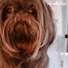 Puppy The Pet Collective GIF - Puppy The Pet Collective Stop That GIFs