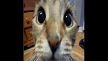 Nitro Cat Talk GIF - Nitro Cat Talk GIFs